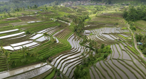 Jatiluwih Bike Tour Expedition — Full Day Individual tour — rent in Bali