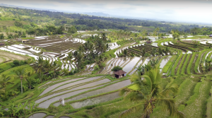Jatiluwih Bike Tour Expedition — Full Day Individual tour — rent in Bali
