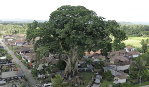 Jatiluwih Bike Tour Expedition — Full Day Individual tour — rent in Bali