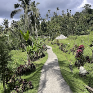 Jatiluwih Bike Tour Expedition — Full Day Individual tour — rent in Bali