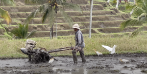 Jatiluwih Bike Tour Expedition — Full Day Individual tour — rent in Bali