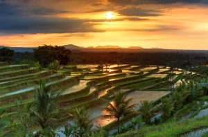 Jatiluwih Rice Terraces Bali Guide