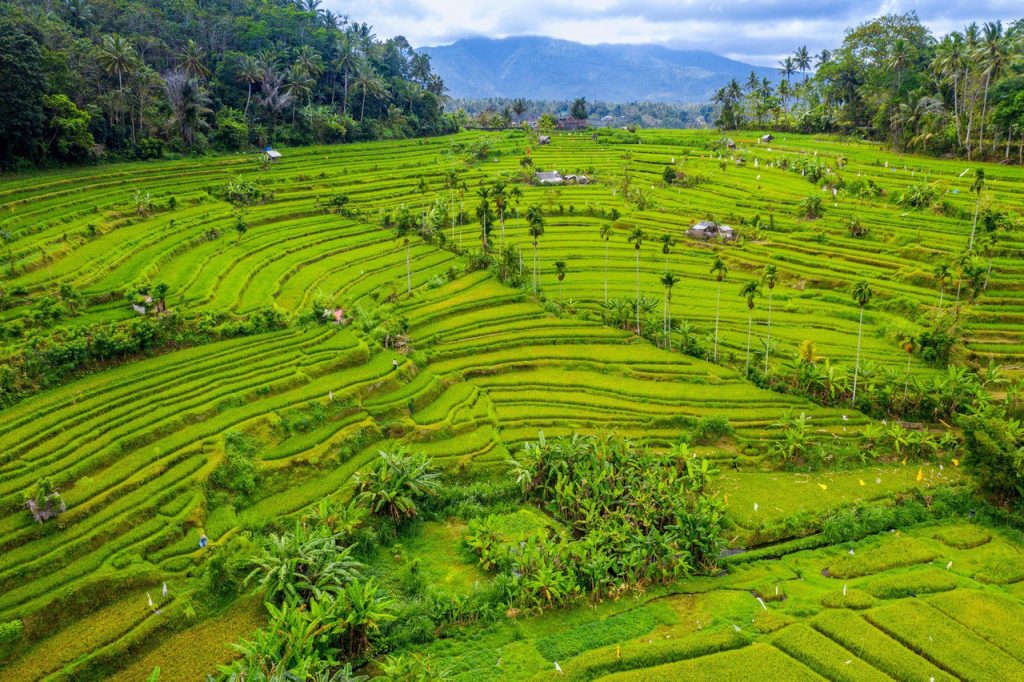 Jatiluwih Bike Tour — Full Day Individual tour — rent in Bali