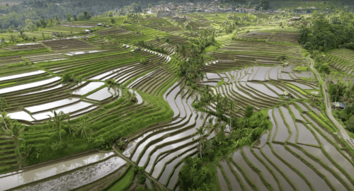 Jatiluwih-bali-tour